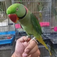 شاه طوطی نر طوق دار سخنگو کلامدار فول رام سلامت|پرنده|تهران, نواب|دیوار