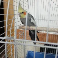 عروس هلندی