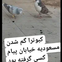 کبوتر ساده