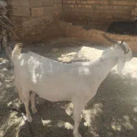 بره بز