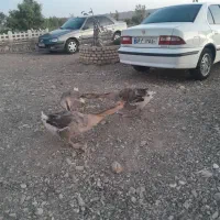قوغاز