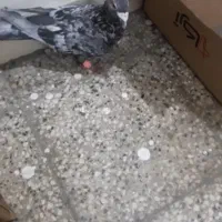 کبوتر گمشده