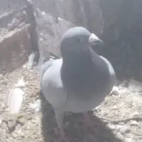 کفتر پلاکی ماده اول توضیحات بخون بعد بیا