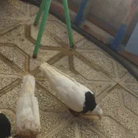 کفتر یا کبوتر