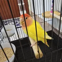 طوطی برزیلی دستی با قفس و وسایل