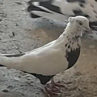 کفتر دمبی قزوینی عطیقه