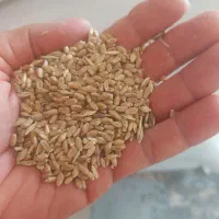گندم برای کاشت و برای مصرف دام و کبوتر و مرغ