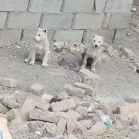 توله سگ سرابی