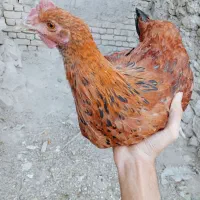 جوجه خروس گلپایگان