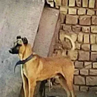 نر دورگ سرابی 2ساله
