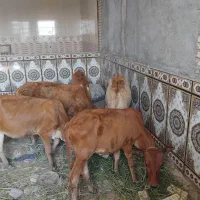 خنافر خروسی حدبه شمالی