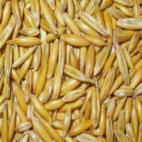 دو تن جو سالم وتمیز مناسب بره پرواری و میش داشتی