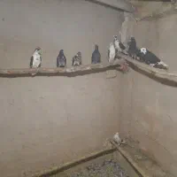 فروش 15 عدد کفتر پرشی