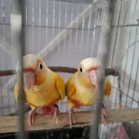 گرینچیک ردچیک با تست
