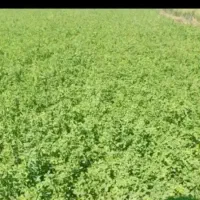 یونجه،چین دوم،سرپل ذهاب(کرمانشاه)