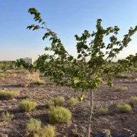 1000-متر-زمین-سند-تک-برگ-شهرکی