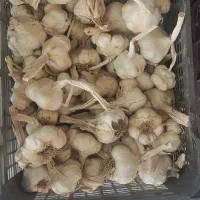 سیر سفید خشک شده درجه یک