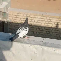 نر سینه‌ای سیاه