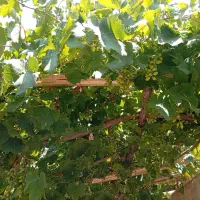 ۱۰۰۰متر باغ و بنا سولقان کشار علیا