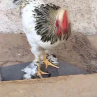 خروس  درجه یک جوان