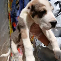 توله الابای نر و ماده