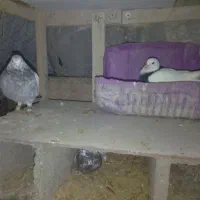 کبوترا همه با هم به فروش میرود توضیحان روبخونین