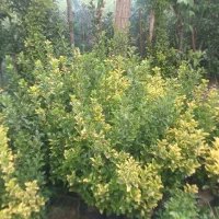 شمشاد زینتی