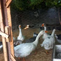 قوغاز لیندا وآفریقایی