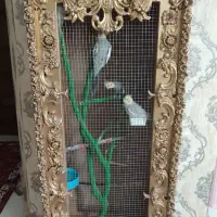 قفس پرنده