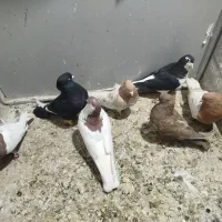 ۷تا رنگه