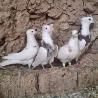 طوقی|پرنده|میبد, |دیوار