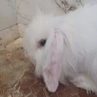 خرگوش لوپ چشم آبی ماده