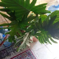 گیاه بزرگ برگ انجیری