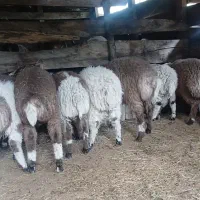 بره‌های‌نر‌‌برای‌فروش