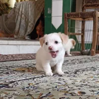 سگ خرسی