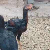 مرغ