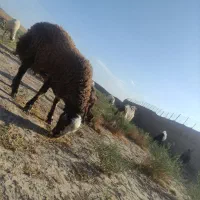 بره نر همو