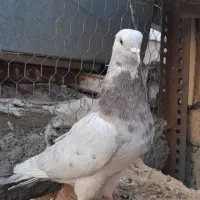 کفترسرورآینه ای و گلی سیاه کاکل میخ وسفید چشم زرد
