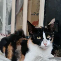 واگزاری گربه باحال