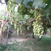 خانه باغ گلباف.