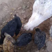 فروش مرغ گلین با هشت جوجه