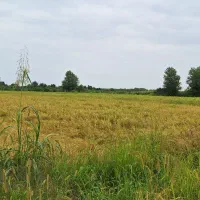 مزرعه
