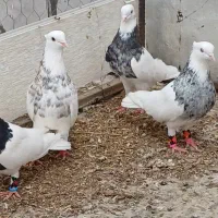 ۳ جفت کلفه  سرور خال طوقی اویناق