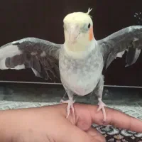 گمشده