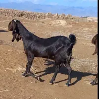 بز پاکستانی اصیل ابستن ۳ماهه با بزغاله ماده بزرگ