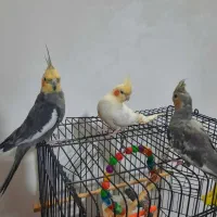 عروس هلندی لوتینو عروس هلندی جفت با لوازم سخنگو