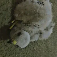 جوجه گرینچک گم شده...