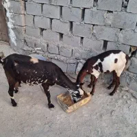 کهره چاق چله