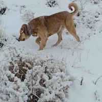 واگذاری سگ عراقی