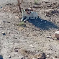 سگ گله